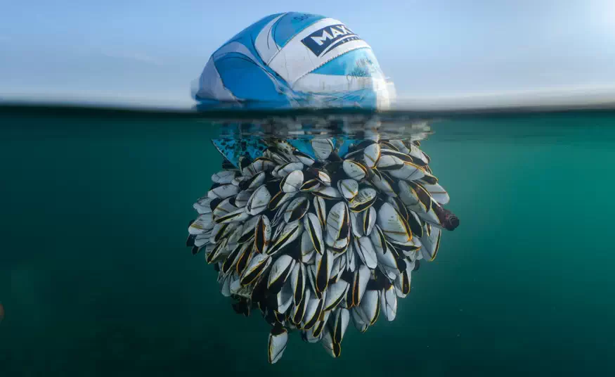 Les British Wildlife Photography Awards 2024