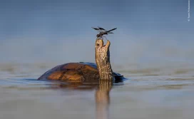 Wildlife Photographer of  ...